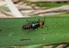 Carphurus cyanopterus