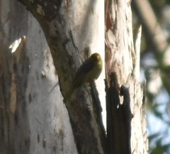 Manorina melanophrys