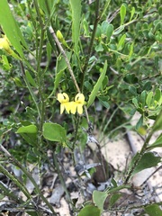 Goodenia varia