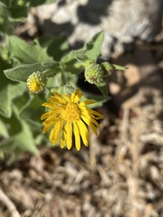 Heterotheca grandiflora