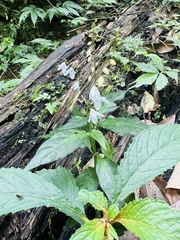 Codonacanthus pauciflorus