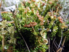 Cladonia gracilis