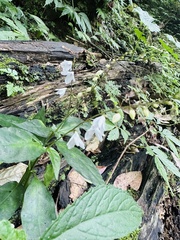 Codonacanthus pauciflorus