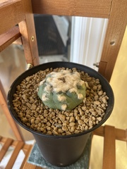 Lophophora