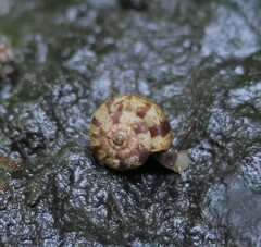 Phenacohelix