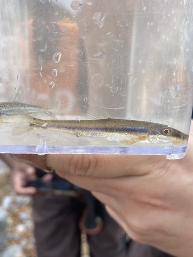 Stargazing minnow (Phenacobius uranops) — Cyprinidae — 5