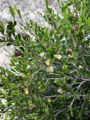 Dodonaea bursariifolia