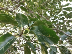 Ficus benghalensis