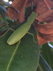 Orthodera ministralis