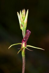 Cryptostylis leptochila