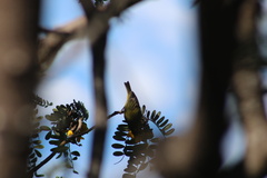 Chlorodrepanis virens