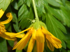 Misumenops rubrodecoratus