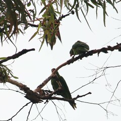 Trichoglossus chlorolepidotus