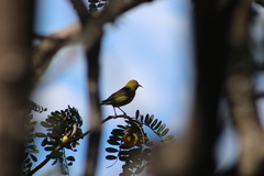 Chlorodrepanis virens