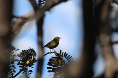Chlorodrepanis virens