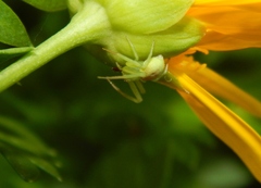 Misumenops rubrodecoratus