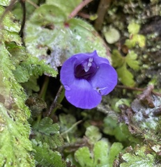Torenia asiatica
