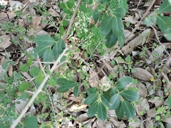 Pithecellobium unguis-cati