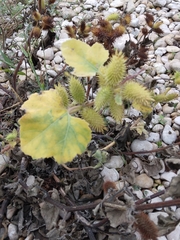 Xanthium strumarium