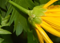Misumenops rubrodecoratus