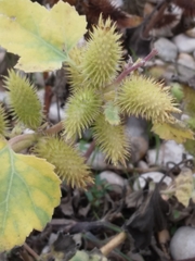 Xanthium strumarium