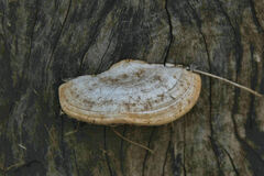 Truncospora ochroleuca