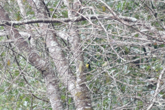 Machlolophus holsti