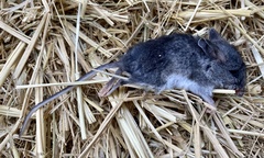Peromyscus sonoriensis