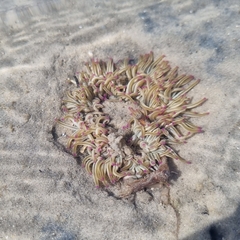 Macrodactyla doreensis