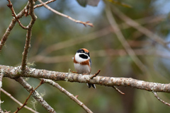 Aegithalos concinnus