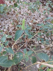 Datura