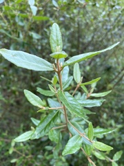 Pomaderris paniculosa