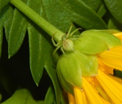 Misumenops rubrodecoratus