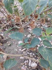 Datura