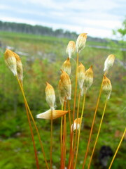 Polytrichum strictum
