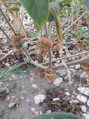 Datura