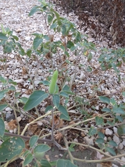 Datura