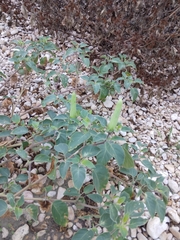 Datura