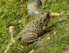 Glandirana rugosa