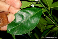 Citrus × microcarpa