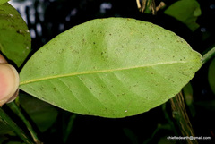 Citrus × microcarpa