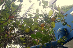 Citrus × microcarpa