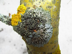 Phaeophyscia ciliata