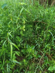 Cyperus prolifer