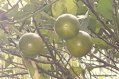 Citrus × microcarpa