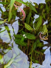 Persicaria dichotoma