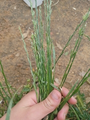 Glyceria notata