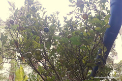 Citrus × microcarpa