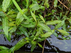 Persicaria dichotoma