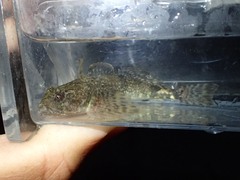 Cottus